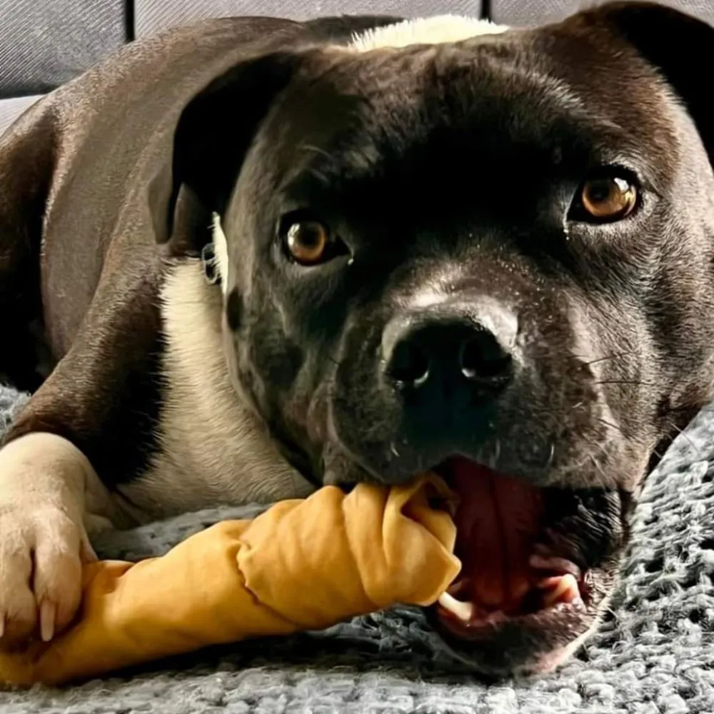 Beef Skin Roll Chews