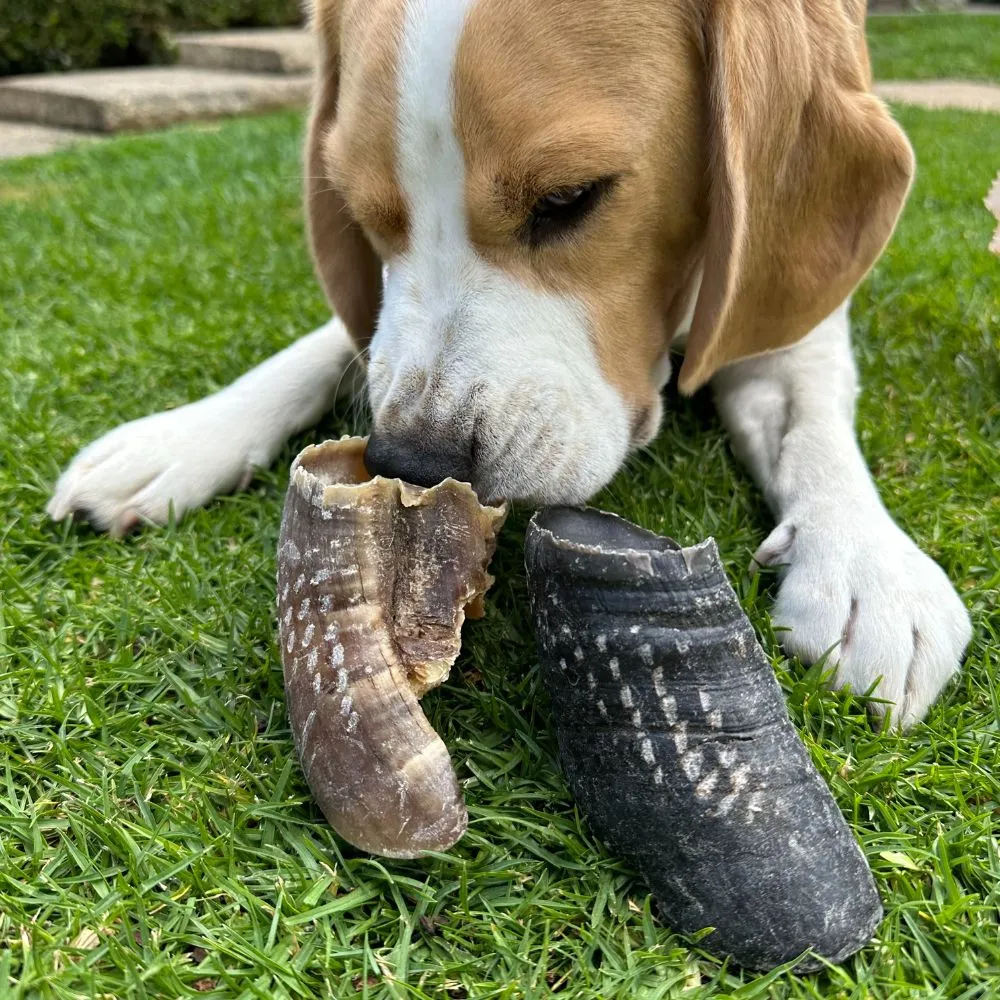Beef Toe Nails (Cow Hooves)