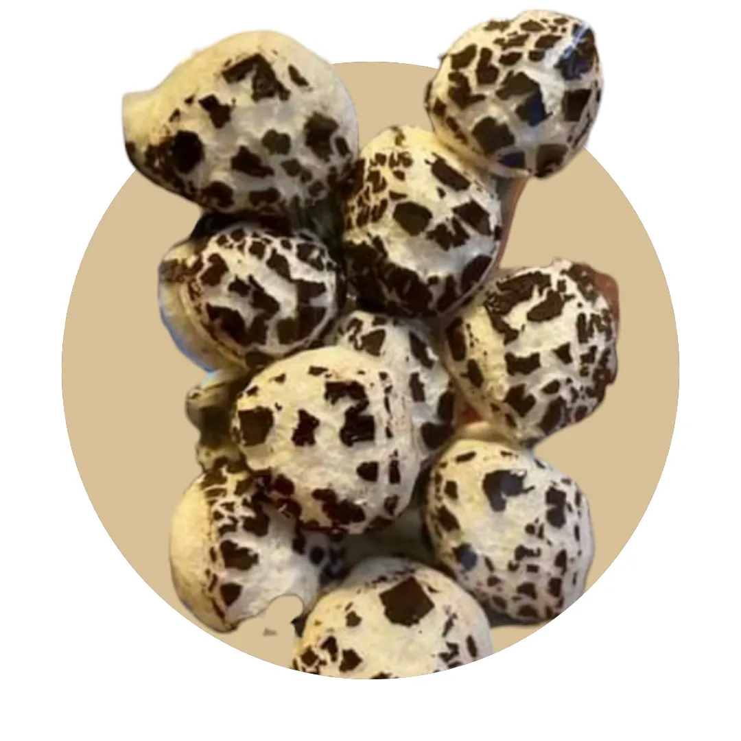 Freeze Dried Peppermint Solars (Peppermint Patties)