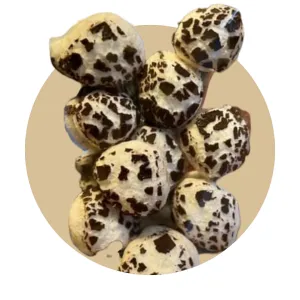 Freeze Dried Peppermint Solars (Peppermint Patties)