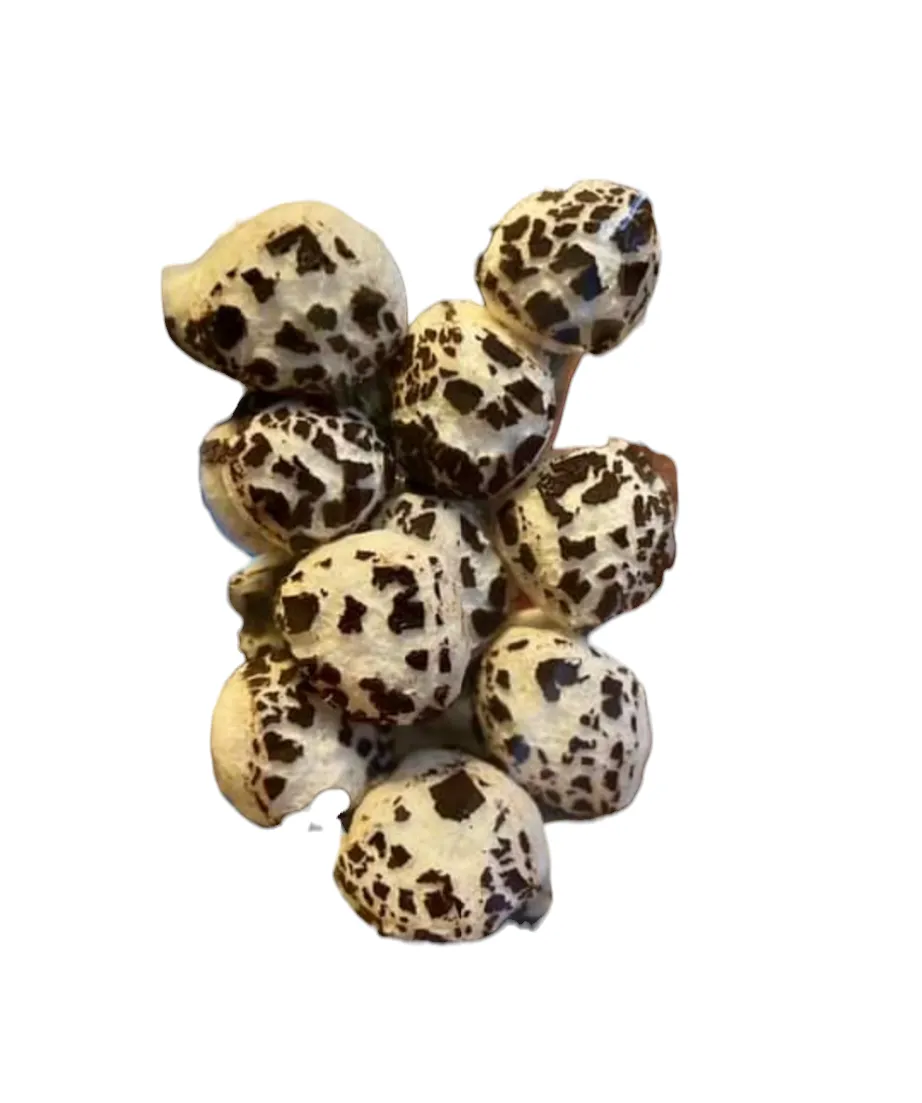 Freeze Dried Peppermint Solars (Peppermint Patties)