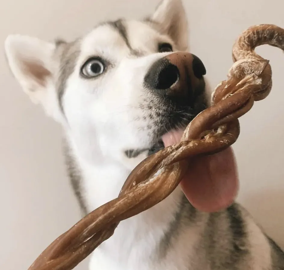 Only One Treats 8-11" Braided Lamb Pizzle Stick