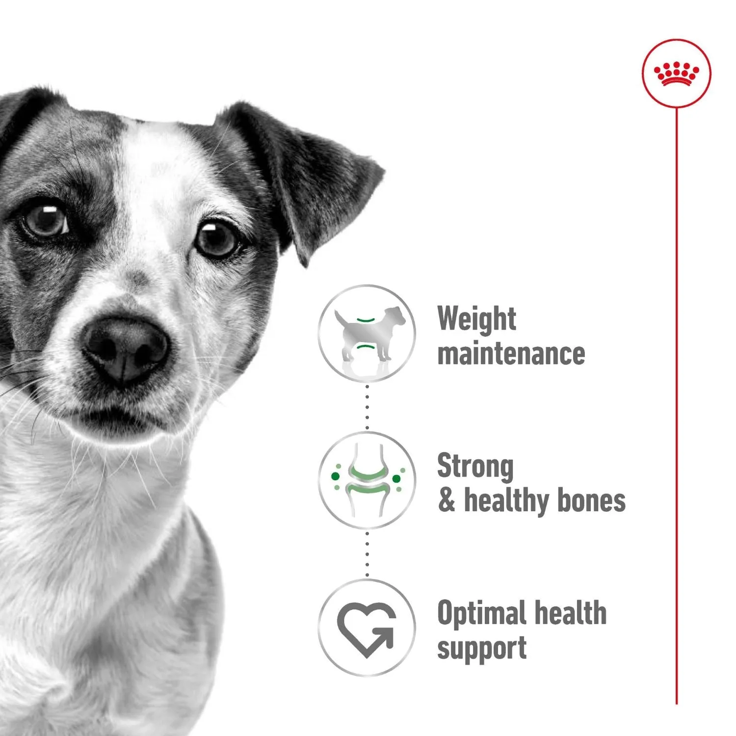 Royal Canin Dog Mini Adult Dry Food 800g