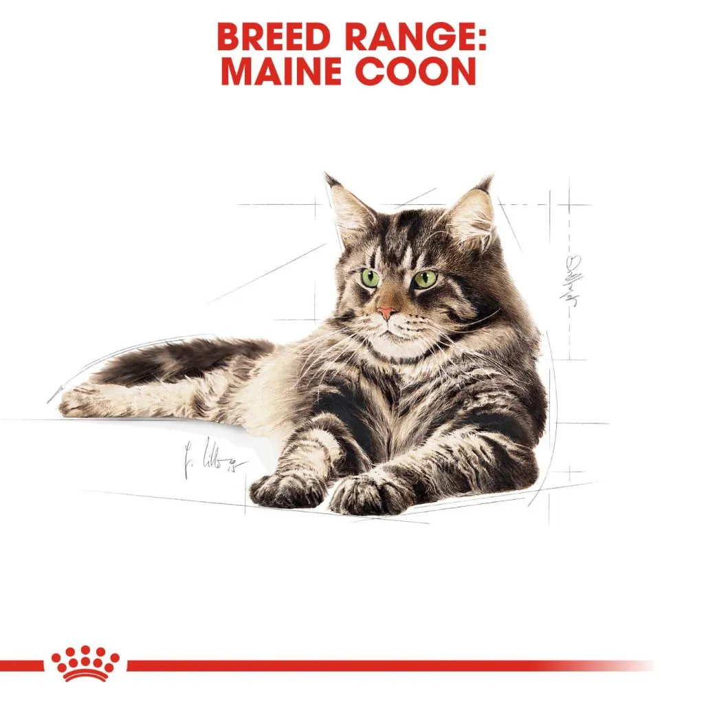 Royal Canin Maine Coon Adult (85g x 12 Pouches) Wet Cat Food - Feline Breed Nutrition